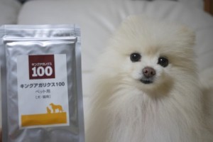 ポメ　白